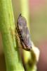 330024 – Photo : Pakito – France (33)